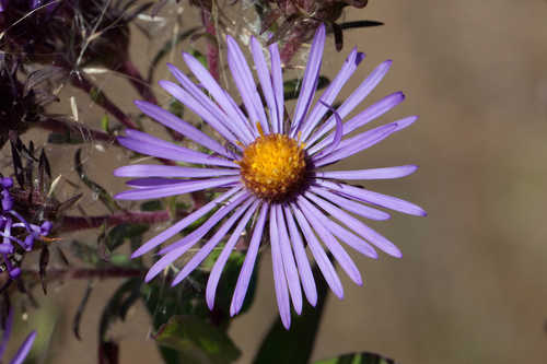 Symphyotrichum novae-angliae #7